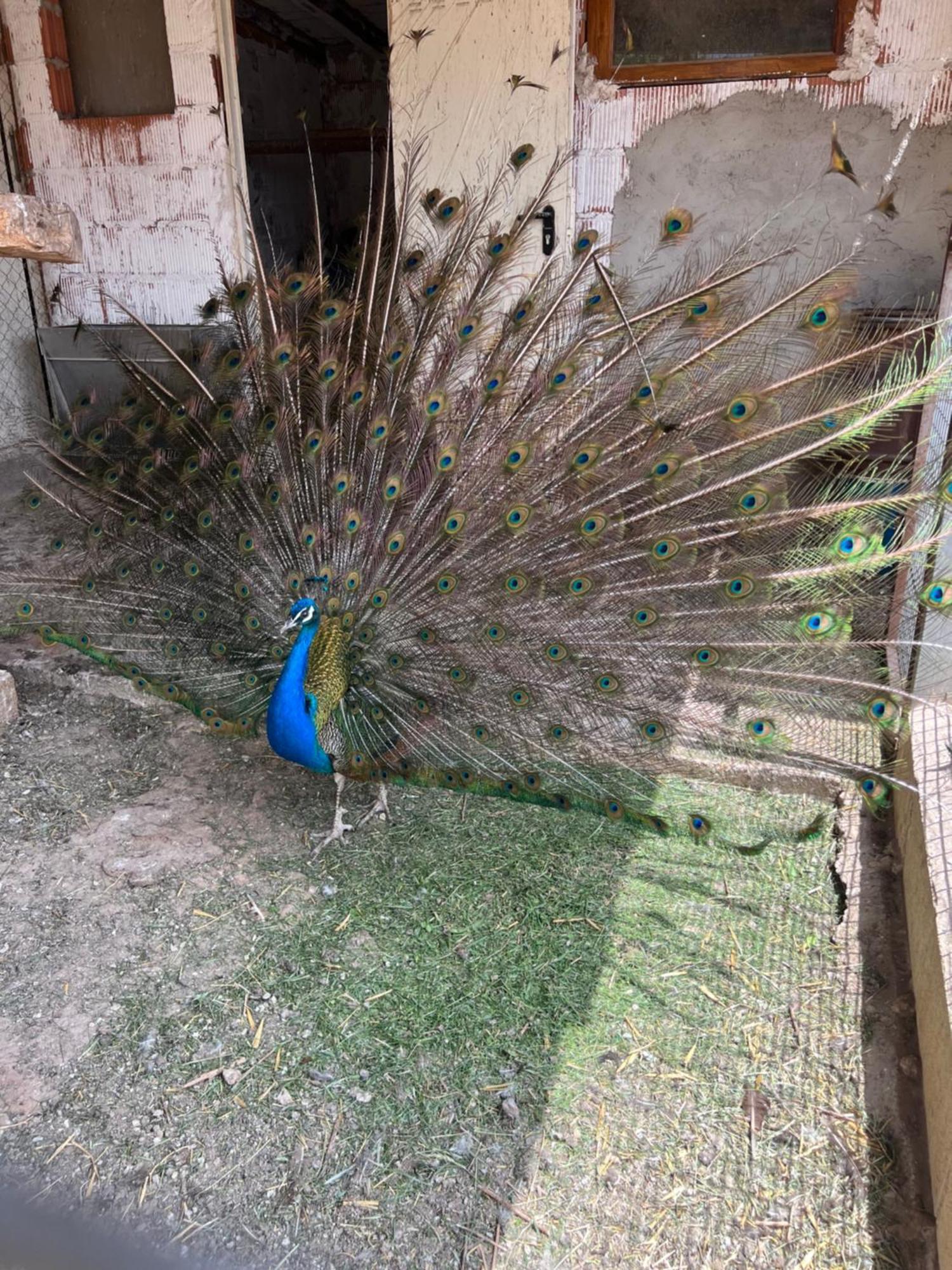 Apartment Rural Bagh *